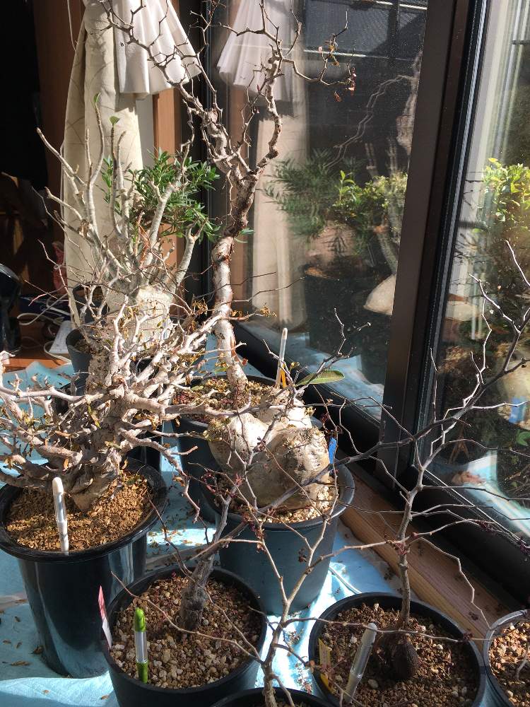 アデニウムの投稿画像 By パキプスloveさん オペルクリカリア パキプスとセンナメリディオナリスとパキポディウム エブレネウムとoperculicarya Pachypusとコミフォラ モンストローサと多肉植物とパキプス実生と現地株と大型とコーデックスと珍奇植物 21月2月8日