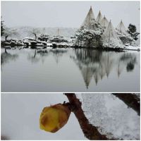 ロウバイ,玩月松,兼六園,早朝散歩,雪吊りの画像