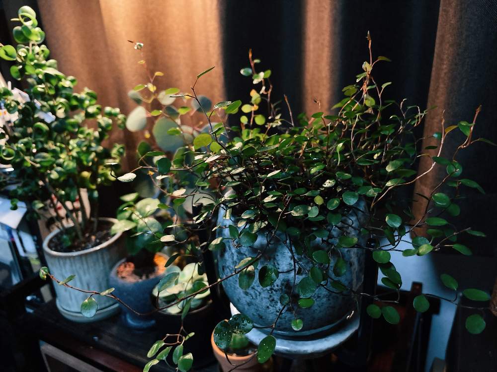 ワイヤープランツの投稿画像 By りさん ベンジャミン バロックとお気に入りの器や花瓶と植物 21月2月8日 Greensnap グリーンスナップ