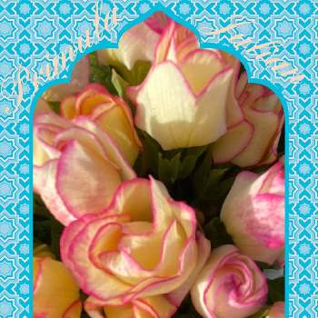 プリンアラモードの画像 by ひみつのアッコちゃんさん | お出かけ先とプリムラ　ジュリアンとプリンアラモードと鉢植えの花と可愛い花と花のある生活と美しい花と元気な花と大好きな花と花を見る喜びと私のお気に入りと加工アプリ使用