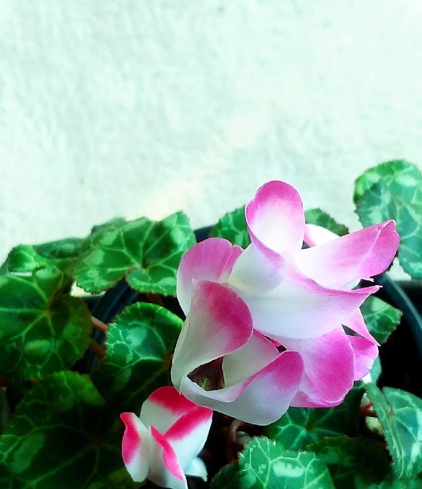 窓辺の投稿画像 By ラディッシュさん 鉢植えとピンクの花と室内栽培と シクラメンと鉢植えとピンクの花と室内栽培と シクラメン 21月2月9日 Greensnap グリーンスナップ Greensnap グリーンスナップ
