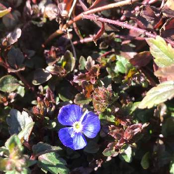 ベロニカ オックスフォードブルーの投稿画像一覧 Greensnap グリーンスナップ