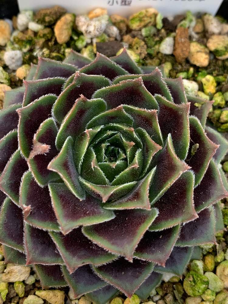 センペルビウム メイタイムの投稿画像 By ととまる111さん おはようございます とガンバレ と癒し空間と多肉女子と可愛いと雪解け希望とまったりと萌え萌えと春が待ち遠しいです 21月2月9日 Greensnap グリーンスナップ