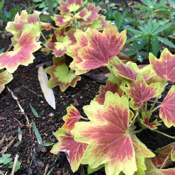 もみじ葉ゼラニウムの投稿画像一覧 Greensnap グリーンスナップ