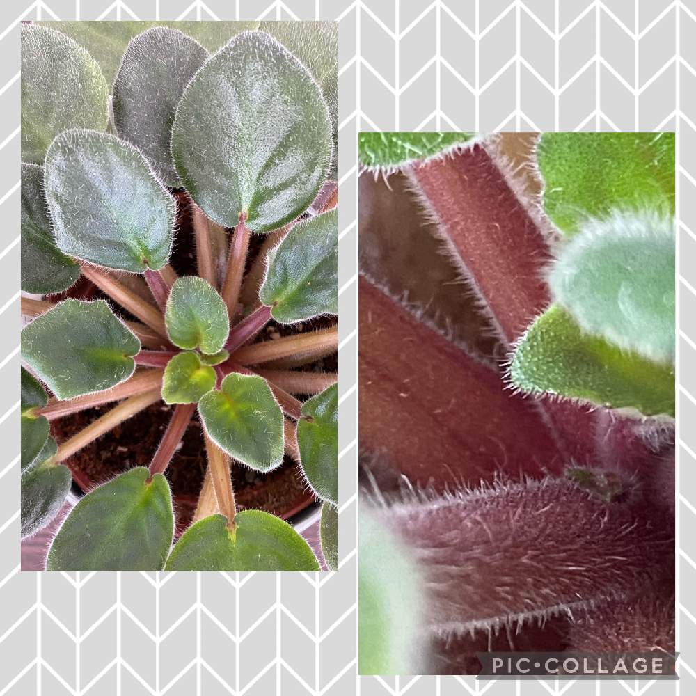 セントポーリアの投稿画像 By スミカサンさん 21月2月9日 Greensnap グリーンスナップ