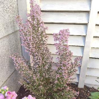 淡雪エリカプリティレッドの投稿画像一覧 Greensnap グリーンスナップ