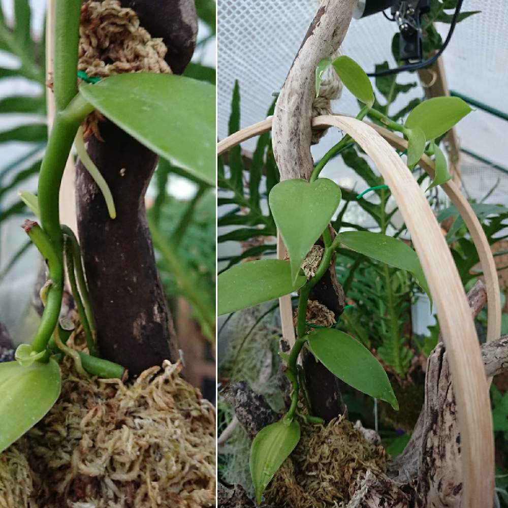 バニラの投稿画像 By Syuu3さん 観葉植物と自然とおうち園芸と温室と植物狂いとdiyとガーデニングとジャングル化と楽しいと何でも挑戦 21月2月9日 Greensnap グリーンスナップ
