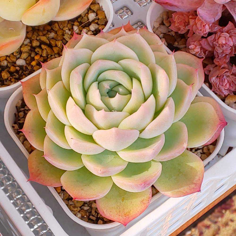 294 クリスタルローズの生長記録 2022.05.15更新｜🍀GreenSnap