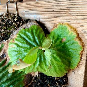 クリプトモスの投稿画像一覧 Greensnap グリーンスナップ