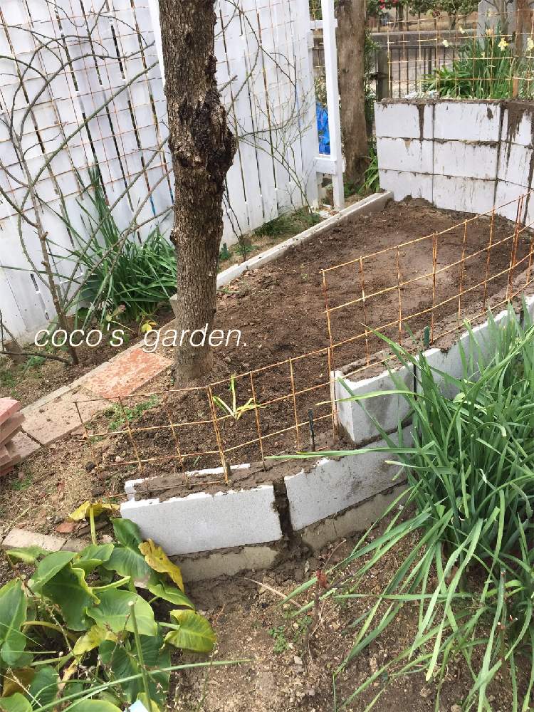 柿の木の投稿画像 By まっきんさん 水仙とニュードーンと植物のある暮らしとナチュラルガーデンと植中毒とdiyとガーデニングと花のある暮らしとお庭とごきげんにねと冬のお庭 21月2月9日 Greensnap グリーンスナップ