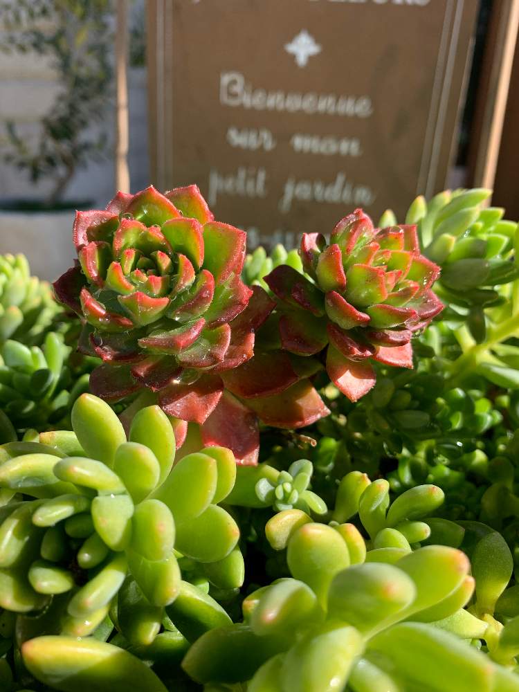 春萌の投稿画像 By みかみかさん レディジアと玄関と多肉植物と癒しとおうち園芸と可愛いと多肉植物の紅葉と多肉植物と癒しとおうち園芸と可愛いと多肉植物 の紅葉 21月2月9日 Greensnap グリーンスナップ Greensnap グリーンスナップ