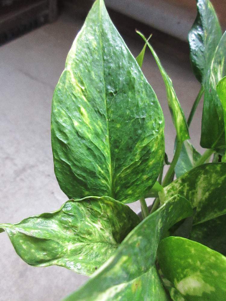 部屋の投稿画像 By Onoe Green Farmさん 観葉植物とgs映えと希少品種 とポトステルノシリーズと ポトス と観葉植物とgs映えと希少品種 とポトステルノシリーズと ポトス 21月2月9日 Greensnap グリーンスナップ Greensnap グリーンスナップ