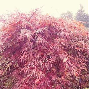 紅葉の葉の画像 by ノッコちゃんさん | 小さな庭とイロハモミジと紅葉の葉と癒しの葉と癒やしの木