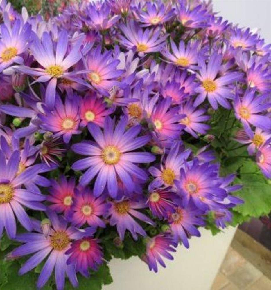サイネリアの投稿画像 By きゅーぴぃさん 可愛い花と紫色の花と綺麗な花とガーデニングと花のある暮らし 21月2月9日 Greensnap グリーンスナップ