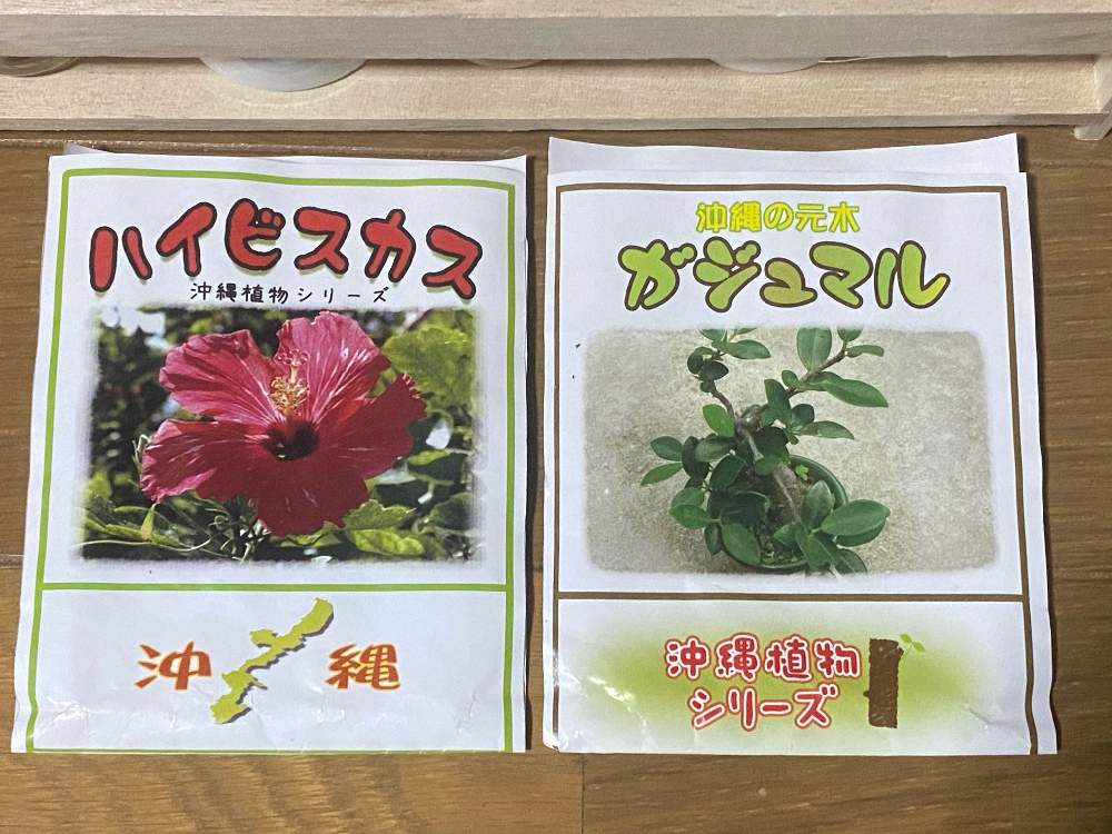 沖縄の ハイビスカスと ガジュマルを元木から育ててみよう Greensnap グリーンスナップ