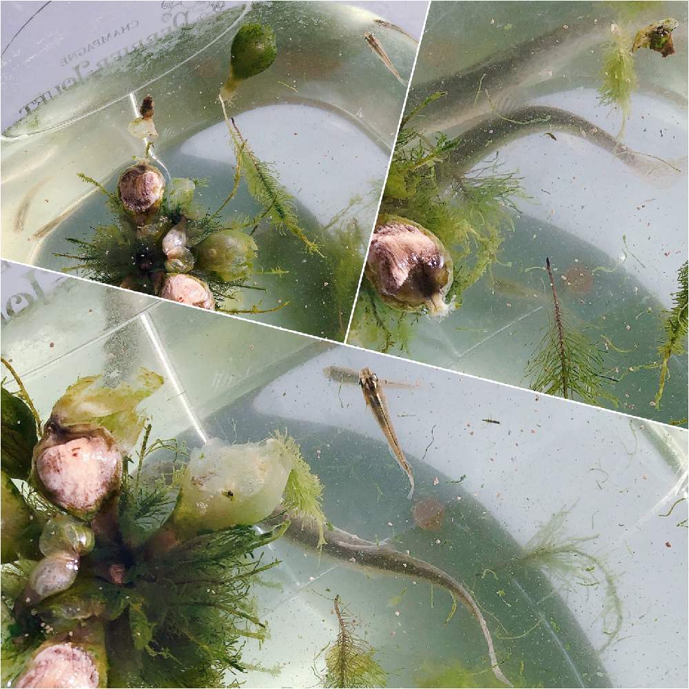 めだかの投稿画像 By Juntano802さん ほてい草 ホテイアオイ とどじょう 21月2月9日 Greensnap グリーンスナップ