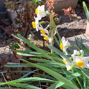 柔らかな光にの画像 by 淳 こさん | 小さな庭とおだやかな１日になりますようにとお昼やすみと柔らかな光にと冬の花たちとやさしい色たち