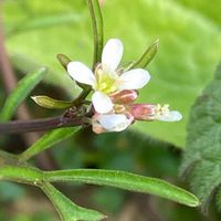タネツケバナ,野草,庄下川　遊歩道,足元の小宇宙・花・種の画像