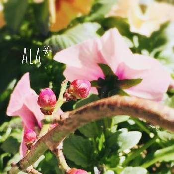 パンジー アプリコットティーの画像 by アラモアナღ .:***   さん | 小さな庭とうめとパンジー アプリコットティーと愛おしいと春はすぐそことぷくぷくとGSでのご縁に感謝してとつぼみと花のある暮らしとかわいいお花とGS植物うちなーぐち会