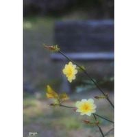 オウバイ,黄梅,花のある暮らし,季節のお花探し,ベンチのある風景の画像