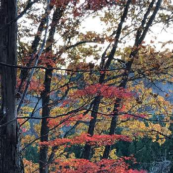 お山散策の画像 by 秋桜さん | お出かけ先ともみじとお山散策と紅葉してると過去picと今日のお花