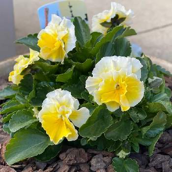 雪の日の投稿画像一覧 Greensnap グリーンスナップ