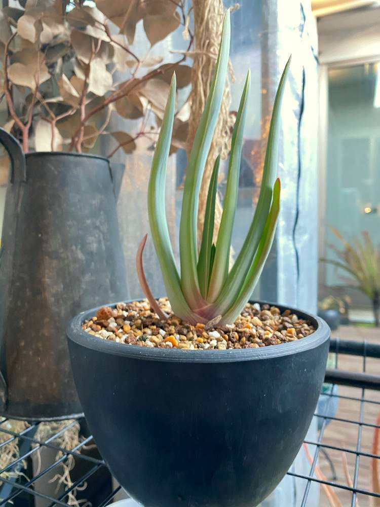 アロエ プリカティリスの投稿画像 By いろしさん 多肉植物とアロエ科とおうち園芸と多肉女子と多肉植物とサボテンと熱帯植物 21月2月9日 Greensnap グリーンスナップ