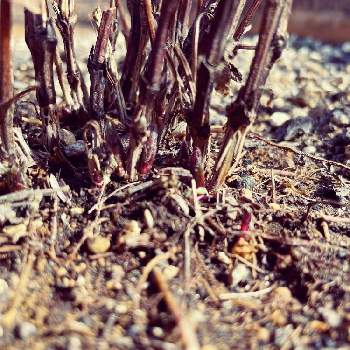 クレマチス ミゼットブルーの投稿画像一覧 Greensnap グリーンスナップ