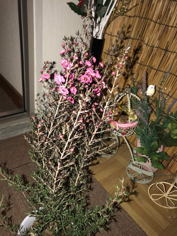 ギョリュウバイの投稿画像 By 花日記さん 21月2月9日 Greensnap グリーンスナップ