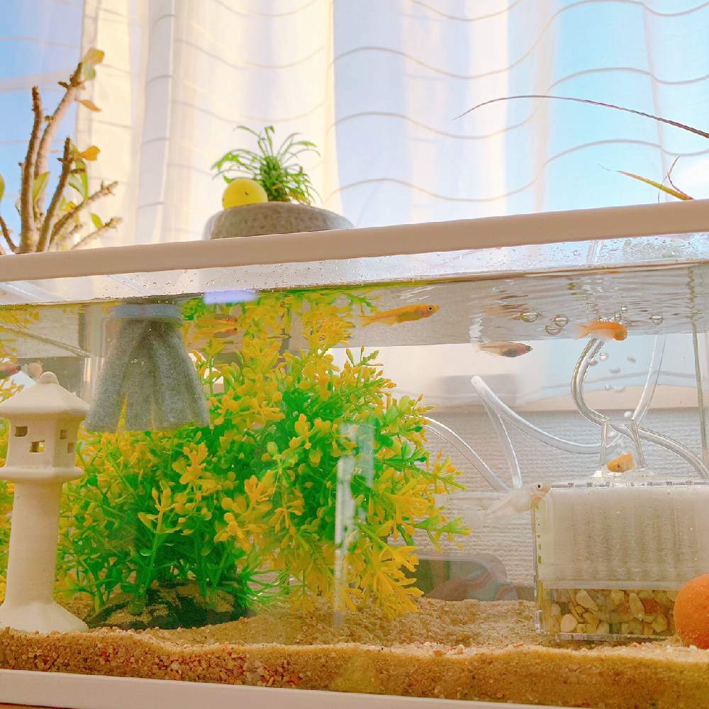 医療 介護の皆様に感謝の投稿画像 By ヨウコさん 娘の部屋と娘の撮影とメダカが好きとメダカの水槽と何時もありがとうとメダカと浮き草と日本を元気に とホテイアオイ 21月2月9日 Greensnap グリーンスナップ