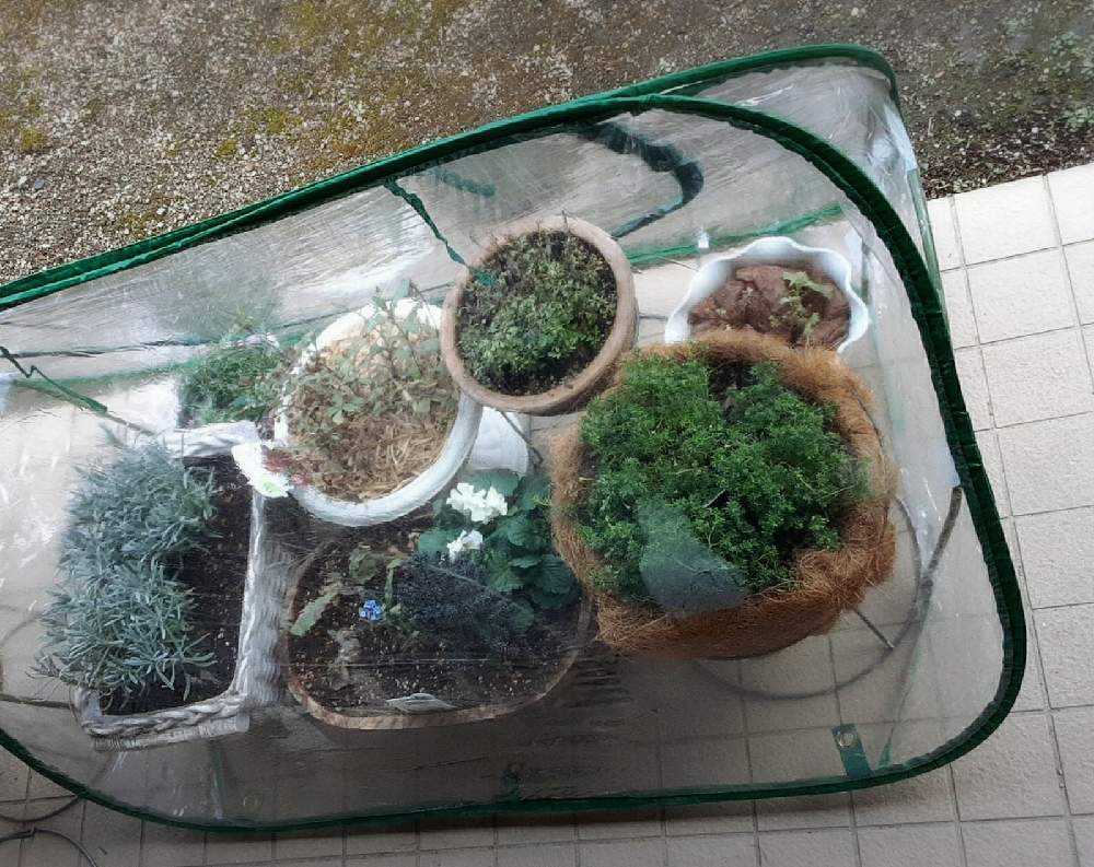 冬越しの投稿画像 By Niwa さん ビニール温室と簡易温室と鉢植えとガーデニング 21月2月9日 Greensnap グリーンスナップ