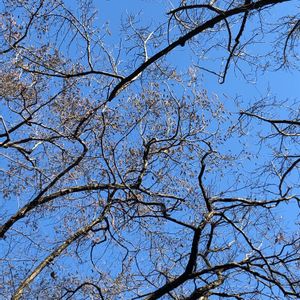 ハンノキ,青空,落葉高木,自然の森　散策,カバノキ科ハンノキ属の画像
