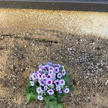 半日陰花壇の投稿画像一覧 Greensnap グリーンスナップ