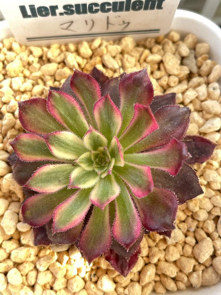 マリドゥの投稿画像 By リトセアさん マリド錦とlier苗 とチーム17とアエオさん とgsミニモニ と多肉ラボ C とgsミニモニ No 26 とたにおたくらぶ No 144 とたにおたくらぶとgs植物うちなーぐち会と 別名同種の多肉さん 21月2月9日 Greensnap グリーン