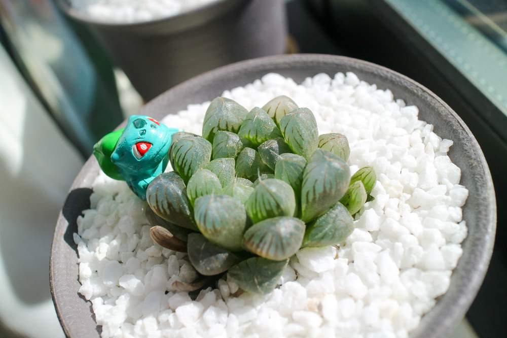 オブツーサの投稿画像 By 華乃さん ハオルチア属と多肉のある暮らしとおうち園芸と日光浴と多肉とフィギュアと透明感と可愛い子と綺麗な色 と多肉コレクション 21月2月10日 Greensnap グリーンスナップ