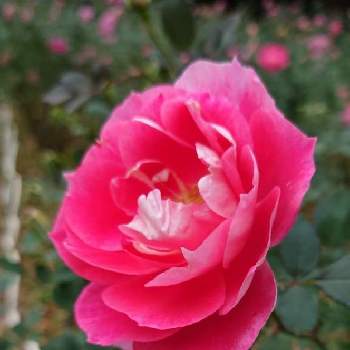 薔薇 ケアフリーワンダーの投稿画像一覧|🍀GreenSnap(グリーンスナップ)