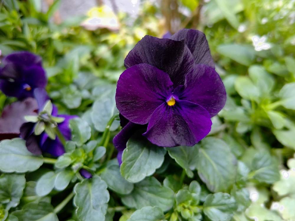 ブラックビオラの投稿画像 By Taya S Lab さん たやﾌﾞﾗｯｸﾋﾞｵﾗ2 と好きな花とシンプルな花とビオラ パンジーと日陰の植物と気品と黒色の花と濃い紫 21月2月10日 Greensnap グリーンスナップ
