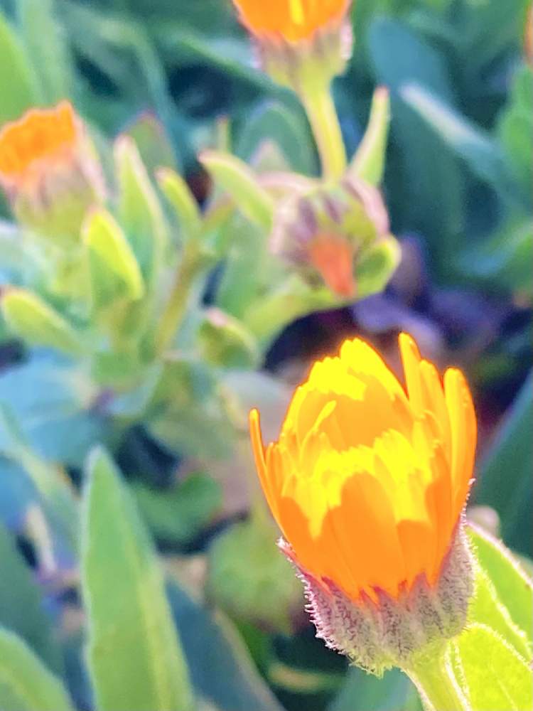 花言葉の投稿画像 By ヒーちゃんさん 誕生花とオレンジ色の花と今日はなんの日 21月2月10日 Greensnap グリーンスナップ