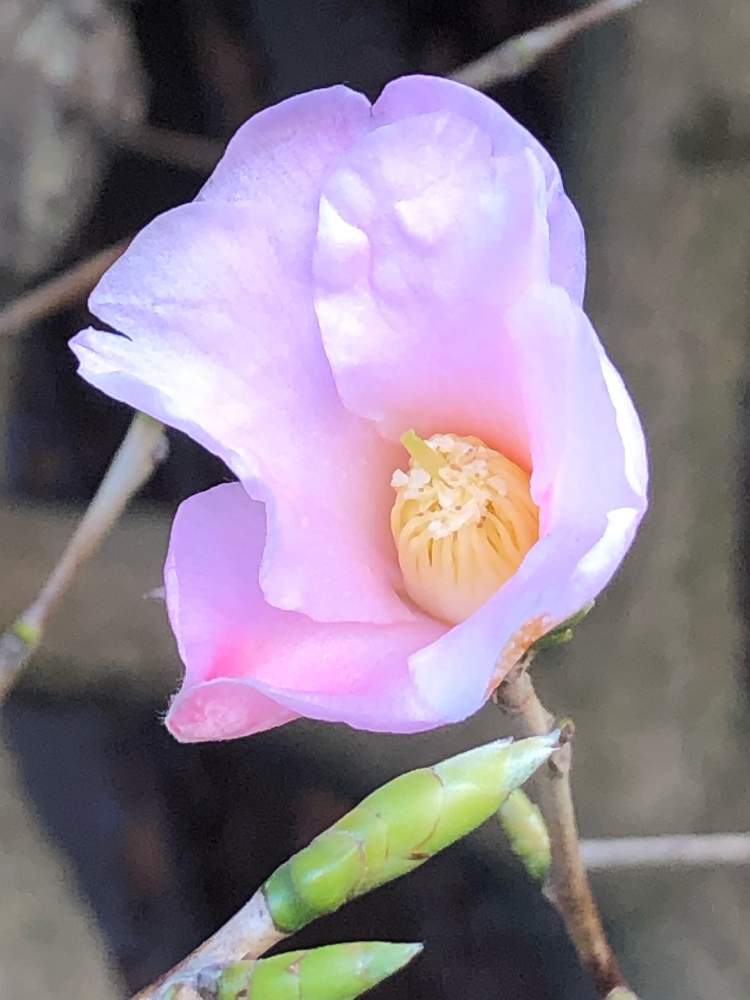 ツバキの投稿画像 By La Vie En Roseさん 寒椿と寒椿 カンツバキ と今日の一枚と花のある暮らしと花が好きとスマホ撮影とおうち園芸 21月2月10日 Greensnap グリーンスナップ