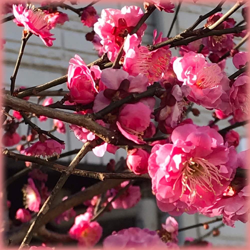 通り道の投稿画像 By サッチンさん 濃いピンク色と 梅の花と2月 21月2月10日 Greensnap グリーンスナップ