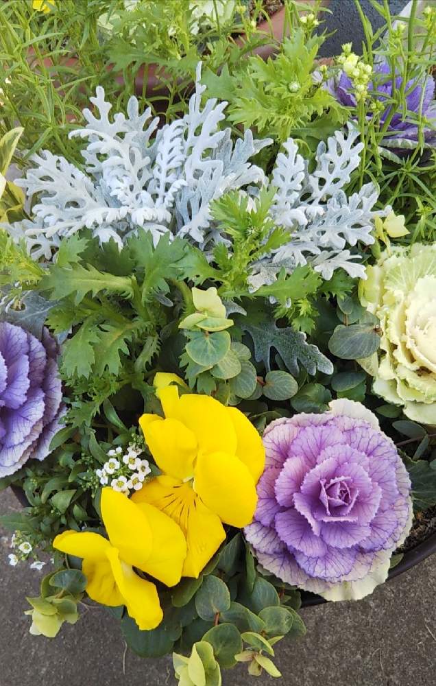 シロタエギクの投稿画像 By カホちゃんさん パンジーと多肉植物と多年草と季節のお花と黄色の花と鉢植えと可愛いとガーデニングと花のある暮らし 21月2月10日 Greensnap グリーンスナップ