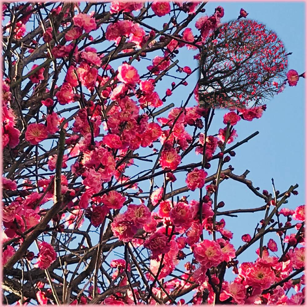 濃いピンク色の投稿画像 By サッチンさん 梅の花と2月 21月2月10日 Greensnap グリーンスナップ