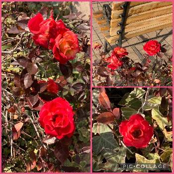 真っ赤な薔薇の花の画像 by くみちゃんさん | お出かけ先とヘデラと赤い薔薇とうっとりと店先と真っ赤な薔薇の花と水曜ローズショー
