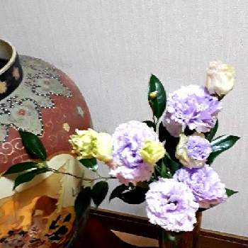 八重トルコききょうの投稿画像一覧 Greensnap グリーンスナップ