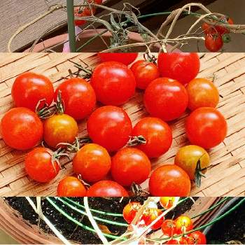プチトマト♡の画像 by kuroさん | 部屋とプチトマト♡と冬の収穫とおうち園芸とおうちde菜園
