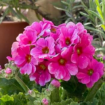 楽しみがいっぱいの画像 by n i eさん | 小さな庭とプリムラ マラコイデスとお花に感謝と楽しくhappyにと元気パワーと楽しみがいっぱいと植物は凄い‼️と可愛いピンクのお花と笑顔で元気いっぱいにとプリムラマラコイデス♡と❤️可愛い