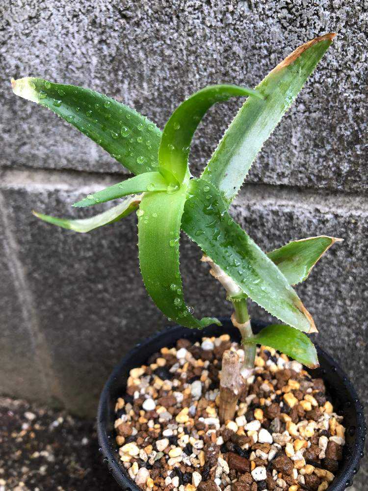 特選株 Aloe テヌイオール アロエ 多肉植物 - 観葉植物