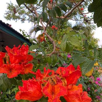 カエンボクの画像 by ebi_cnxさん | アプローチとカエンボクと花のある暮らしと南国植物とトロピカル