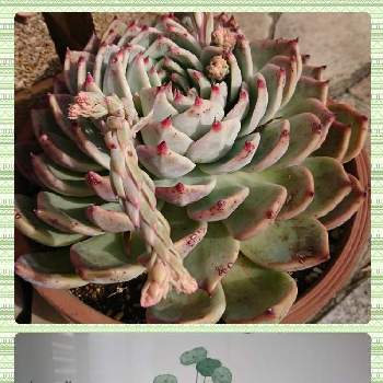 浴室の投稿画像一覧 Greensnap グリーンスナップ