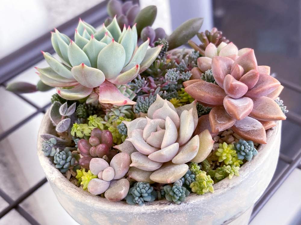 オーロラの投稿画像 By ぱんきちさん ローラとレモータとコーラルカーペットと養老と ブロンズ姫とセダム と寄せ植えとおうち園芸とエケベリア属と斑入り と葉挿し 21月2月10日 Greensnap グリーンスナップ